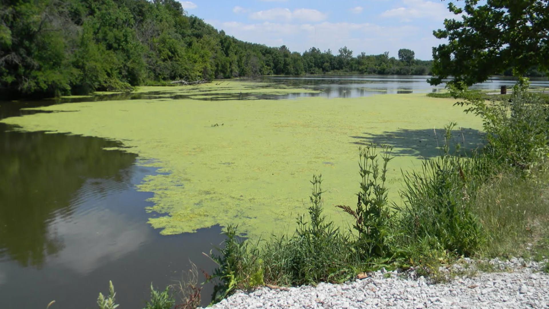 Chicago River Cleanup Efforts Bolstered by Phosphorus Agreement